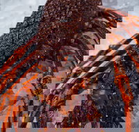 Lobster Shack Tasmania - C Tourism