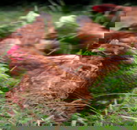 Holbrook Paddock Eggs - C Tourism