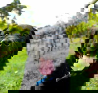 Every Man and His Dog Vineyard - C Tourism