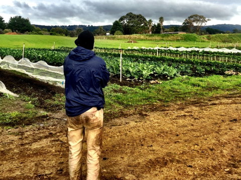 Torello Farm - C Tourism 2
