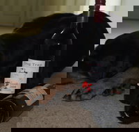 Dog Trap Vineyard - C Tourism