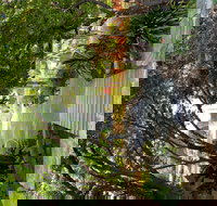 Velvet  Willow - C Tourism