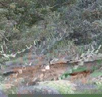 Hahndorf Venison - C Tourism