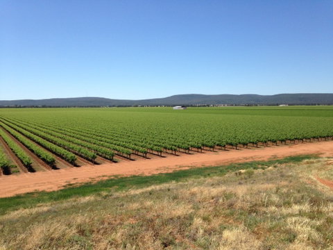 Melange Wines - C Tourism 0