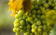 Affleck Vineyard - thumb 0