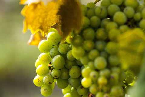 Affleck Vineyard - C Tourism 0