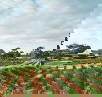 Vasse Felix Winery - C Tourism