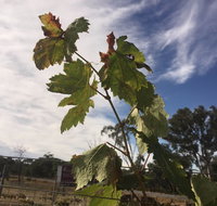 Banca Ridge Cellar Door and Vineyard - C Tourism