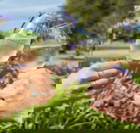 Redgate Wines - C Tourism