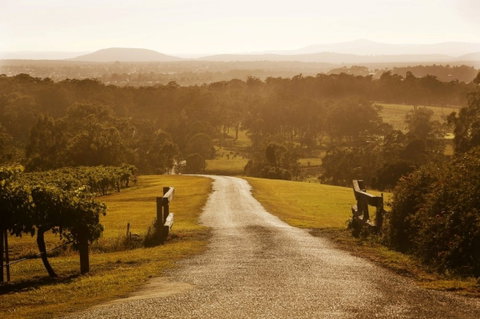 Petersons Wines - C Tourism 0