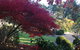The Scented Rose Garden And Teahouse - thumb 1