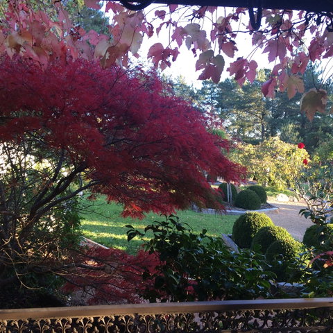 The Scented Rose Garden And Teahouse - C Tourism 1