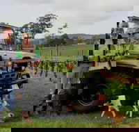 Brook Eden Vineyard - C Tourism