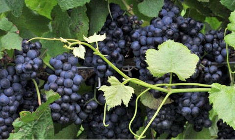 Nicholson River Winery And Barrel Room Restaurant - C Tourism 2