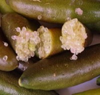 Sandy Creek Olives and Finger Limes - C Tourism