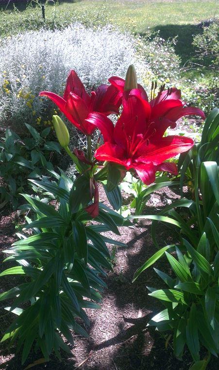 Bluebush Cafe - C Tourism 10