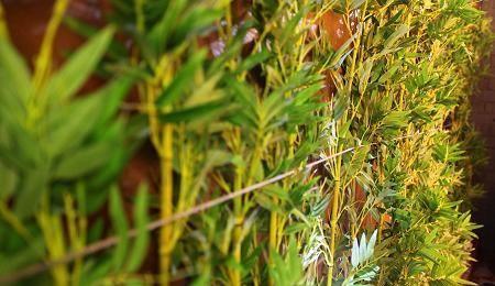 I Love Pho Crows Nest - C Tourism 19