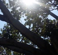 The Season Tree - C Tourism