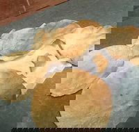 The Taj Restaurant - C Tourism