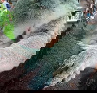 Champagne Bush Tucker Breakfast with the Koalas - C Tourism