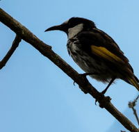 Ivy Cottage - C Tourism