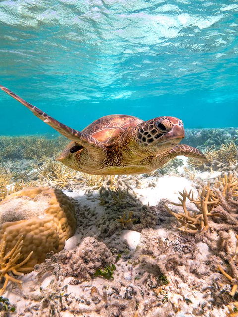 Heron Island Resort - C Tourism 0