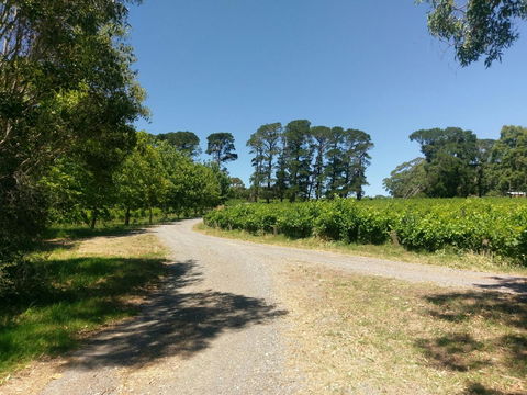 Lost In The Vines - C Tourism 28