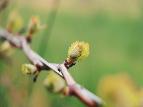 Lost In The Vines - C Tourism 16