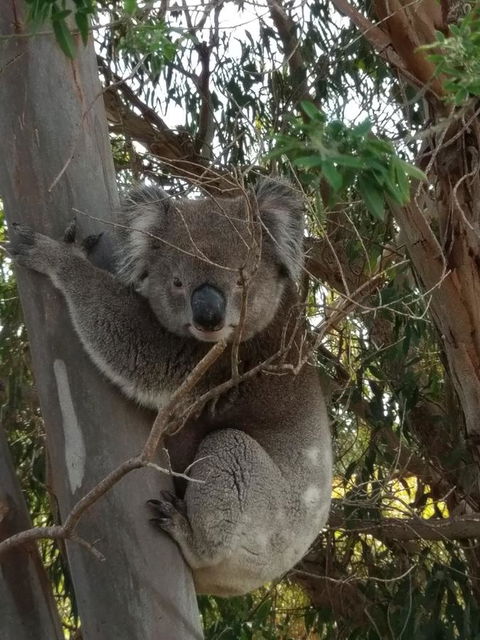 Lost In The Vines - C Tourism 29