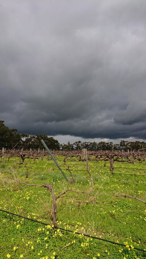 Lost In The Vines - C Tourism 27