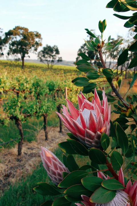 Lost In The Vines - C Tourism 14