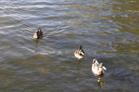 Serenity On Narrabeen Beach - 1Bdr Beachside Retreat - C Tourism 15