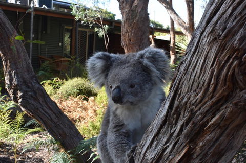 Kangaroo Island Wilderness Retreat - C Tourism 6