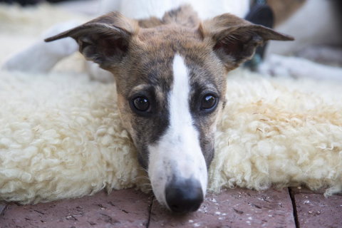 Wayfarers Cottage - C Tourism 17