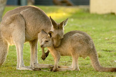 BIG4 Tasman Holiday Parks - Racecourse Beach - C Tourism 39