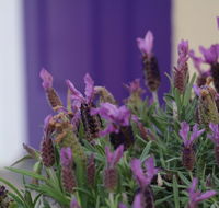 The Purple Door on Seaview - C Tourism