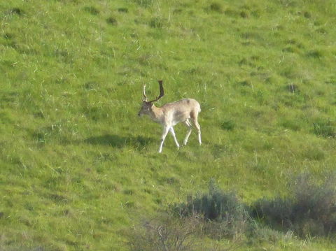 Molly's Chase - C Tourism 12