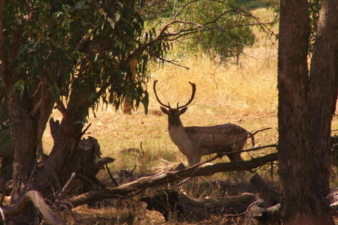 Molly's Chase - C Tourism 11