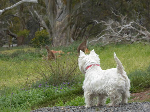 Molly's Chase - C Tourism 27