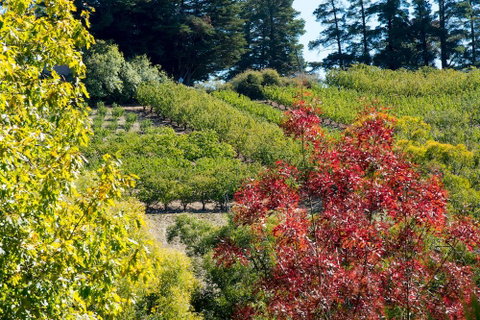 The Manor Basket Range - C Tourism 16