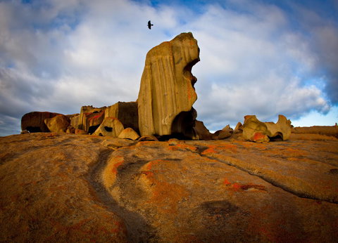 Penneshaw Oceanview Apartments - C Tourism 23