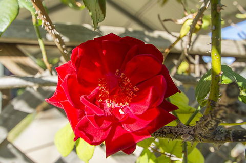 Stoneleigh Cottage Bed And Breakfast - C Tourism 16