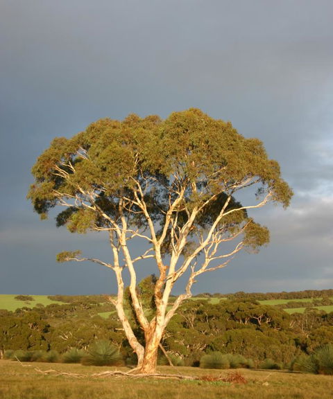 Ecopia Retreat - C Tourism 24