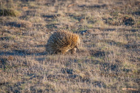 Ecopia Retreat - C Tourism 7