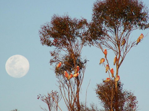 Burra Motor Inn - C Tourism 28