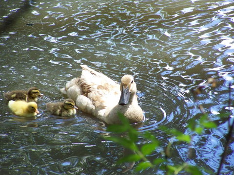 Burra Motor Inn - C Tourism 27