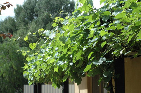 Burra Motor Inn - C Tourism 14