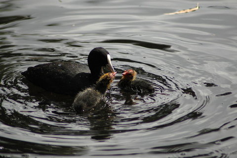 Burra Motor Inn - C Tourism 26