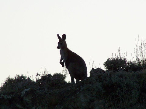 Burra Motor Inn - C Tourism 37
