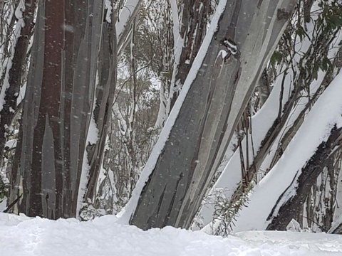 CHILL-OUT - Thredbo - C Tourism 30